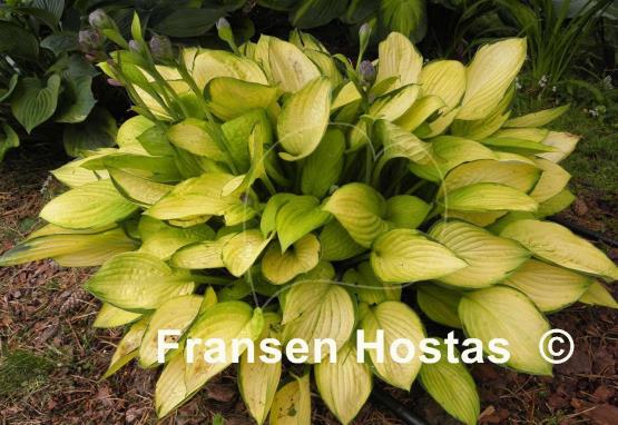 Hosta Janet